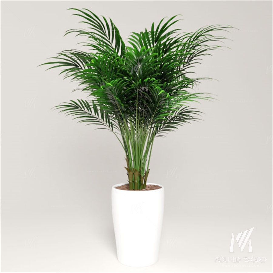 plant